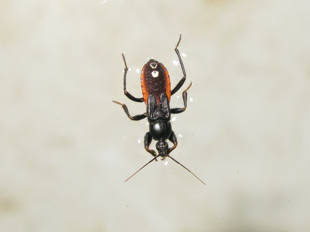 Reduviidae: ninfa di Peirates hybridus del Lazio (VT)